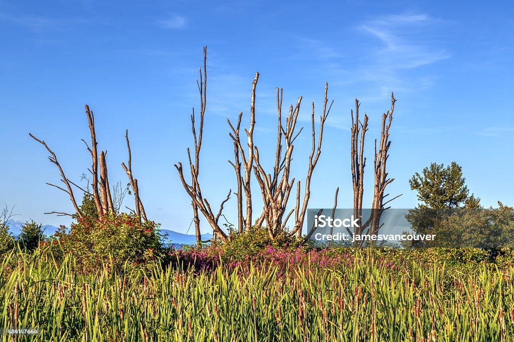 lush green trees and leafless trees in a park 2015 Stock Photo