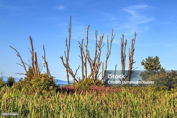 Lush Green Trees And Leafless Trees In A Park Stock Photo - Download Image Now - 2015, Bare Tree, Blue