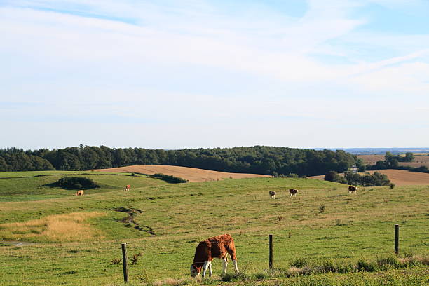 istock Cattle on green meadow of grass 484148104
