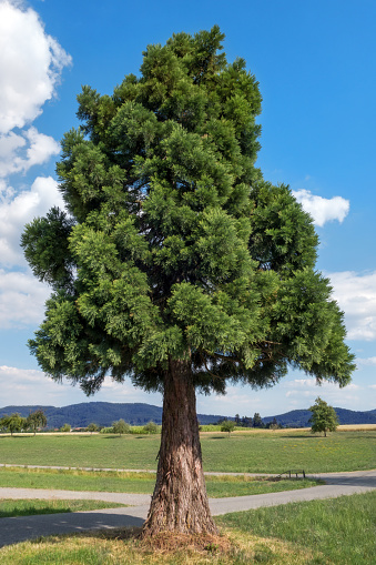 Young single sequoia in rural landscape, taken on a sunny summer day  in Germany, Europe. 