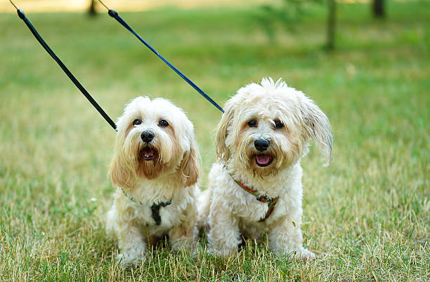 Bichon bolognese dogs Bichon bolognese dogs in the park poodle color image animal sitting stock pictures, royalty-free photos & images