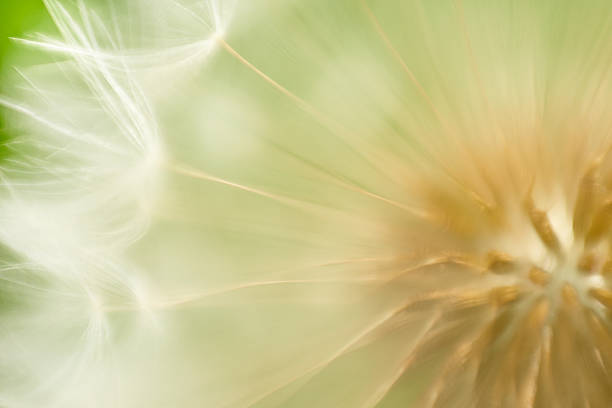 istock The beauty of dandelions 484151542