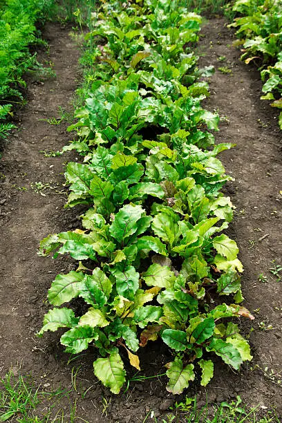 Photo of Beetroot patch