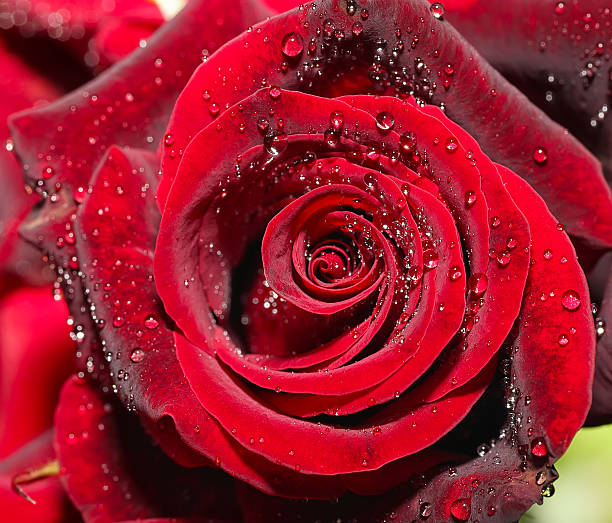 istock Drops of water on the rose 484154470