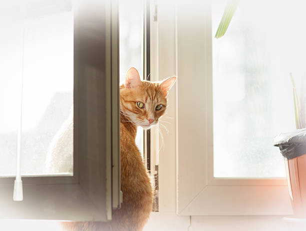 istock red cat looking back sitting near the opened window 484154688