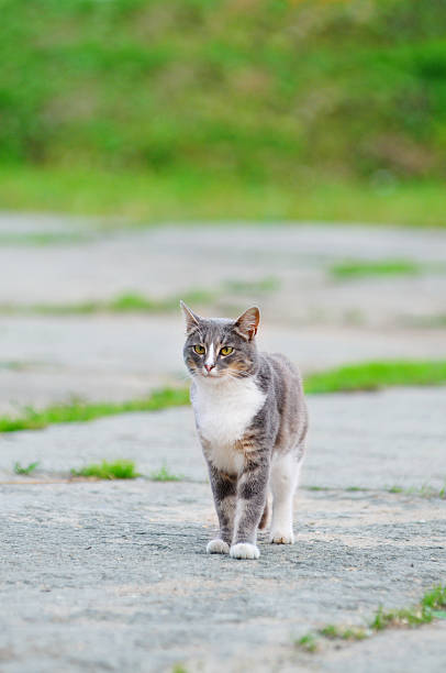 istock Lonely, Sad, Homeless Cute Tabby Gray Cat 484154814