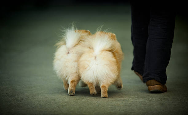 istock two little spitz with owner legs 484155820