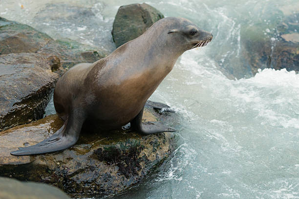 istock La Jolla Cove Sea Lion 484156622