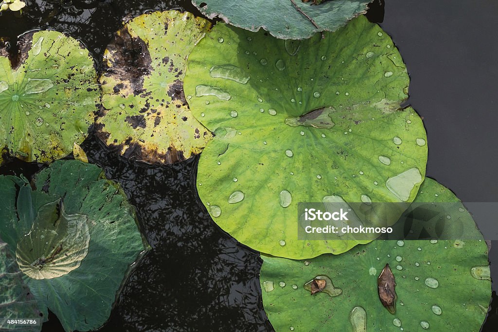 lotus leaf lotus leaf in the park 2015 Stock Photo