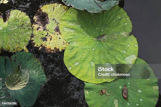 Lotus Leaf Stock Photo - Download Image Now - 2015, Asia, Beauty