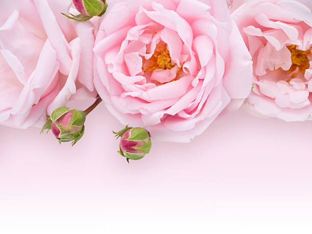 istock Pale pink roses bouquet 484157128