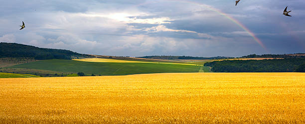 istock summer field, sunrise and blue sky 484157312