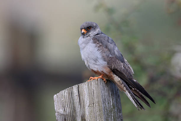 istock Red-footed falcon, Falco vespertinus 484157340
