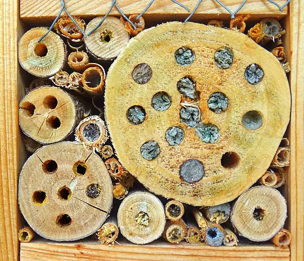 insect hotel with a wild bee brood