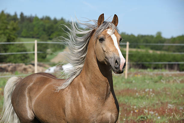 istock Amazing stallion running on summer pasturage 484161148
