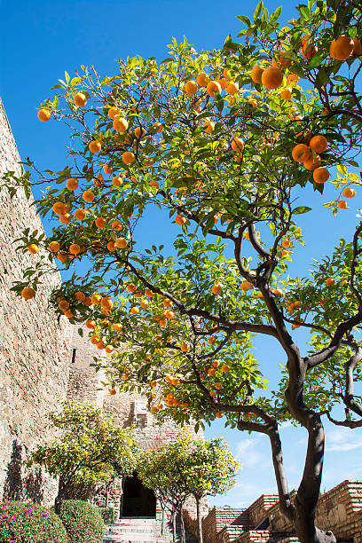 istock Moorish castle in Malaga Spain 484161190