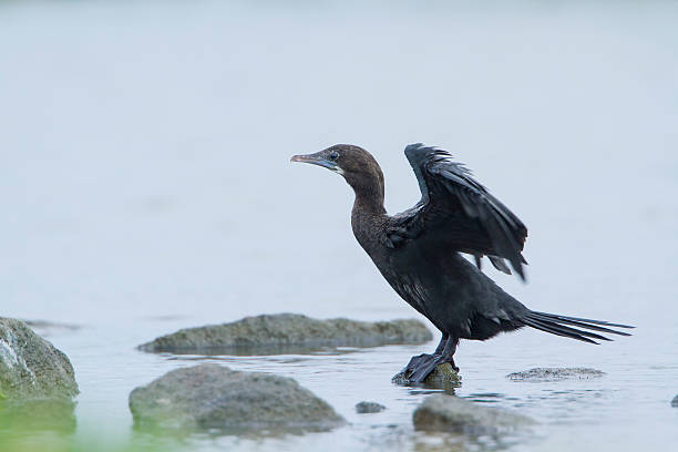 istock Little cormorant in Pottuvil, Sri Lanka 484161262