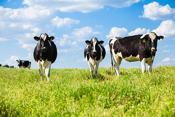 trois vaches à la campagne. - paddock photos et images de collection