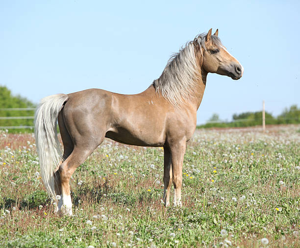 istock Nice sport pony standing on pasturage 484161506