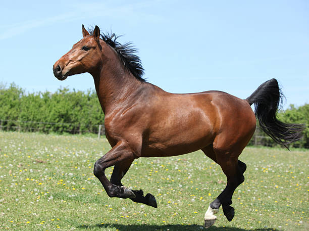 istock Amazing brown sport pony running on pasturage 484161528