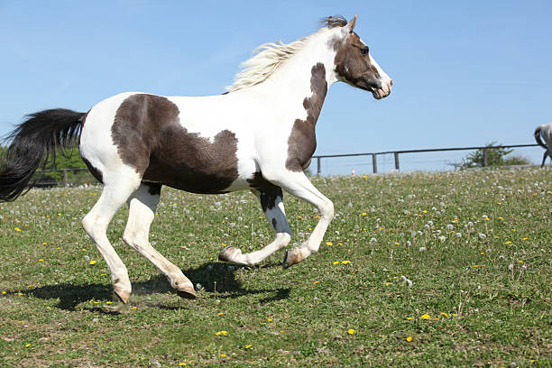 istock Beautiful pony running in summer 484161604