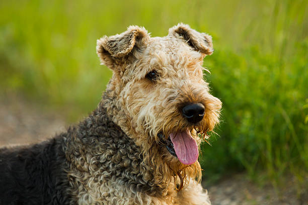 Dog. Airedale. Airedale terrier dog lying on the road in the green grass sunny summer evening. airedale terrier stock pictures, royalty-free photos & images