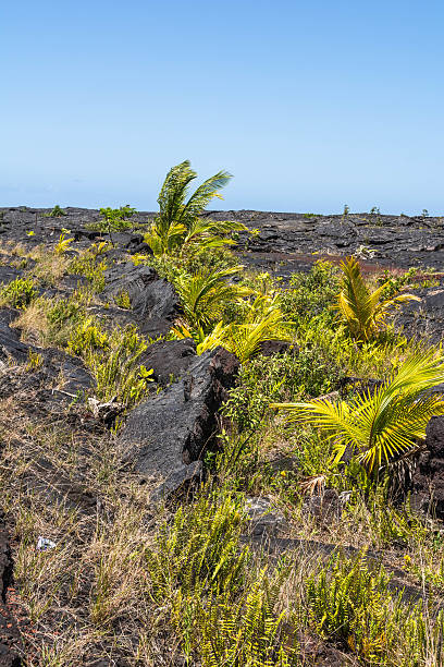 istock Vegetation on lava fields in Big Island, Hawaii 484162356