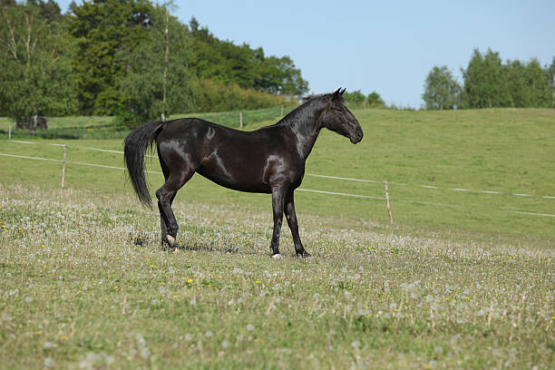 istock Nice black horse standing on pasturage 484162860