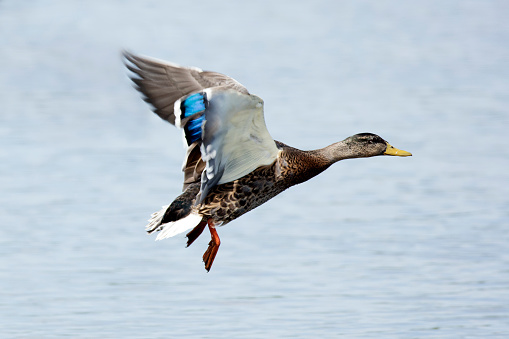 Mallard Duck in flight over a lake.
