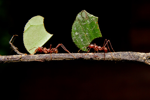 Leaf cutter ants, carrying leaf in front of a black background.