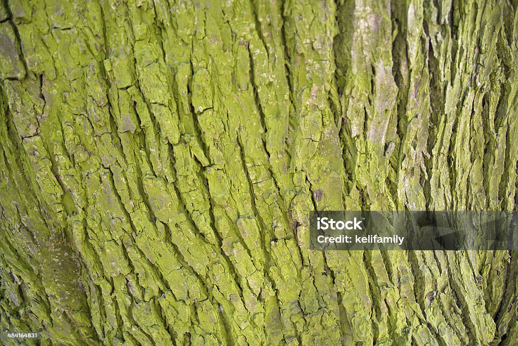 wood texture Rind of an old tree Alte - Algarve Stock Photo