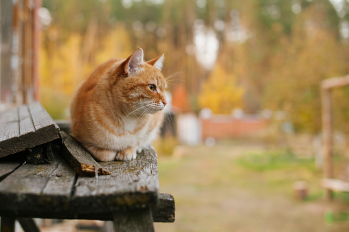 cute ginger cat walking outdoor in the farm