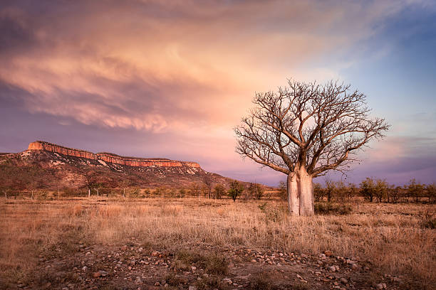 kimberley baobá - kimberley plain - fotografias e filmes do acervo