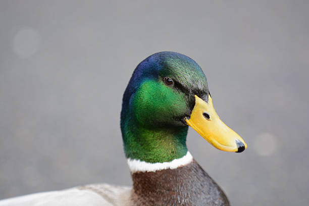 istock Close-up of Duck Head 484165849