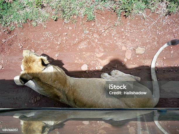 Lion Resting In A Shade Of Safari Vehicle Stock Photo - Download Image Now - National Park, Africa, Animal