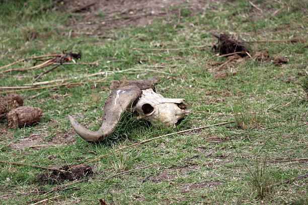 istock Uganda: Skull of an African Buffalo 484166195