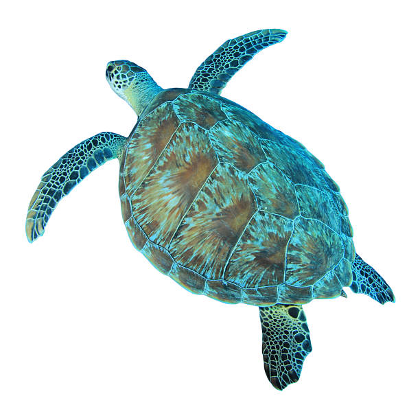 istock Green Sea Turtle isolated 484167109