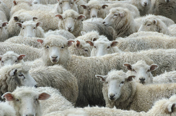 rebaño de oveja en la lluvia, nueva zelanda - flock of sheep fotografías e imágenes de stock