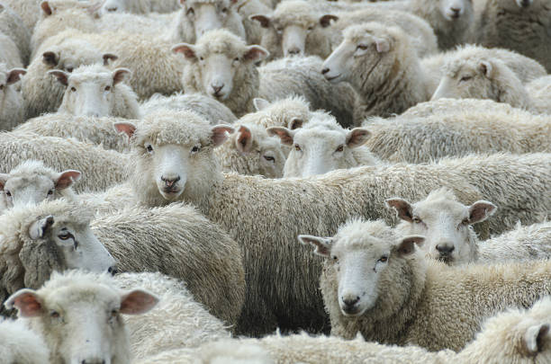 troupeau de moutons à la pluie, nouvelle-zélande - sheep flock of sheep herd sheep herd photos et images de collection