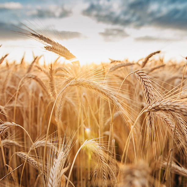 istock Barley ready to harvest in late summer evening 484167544