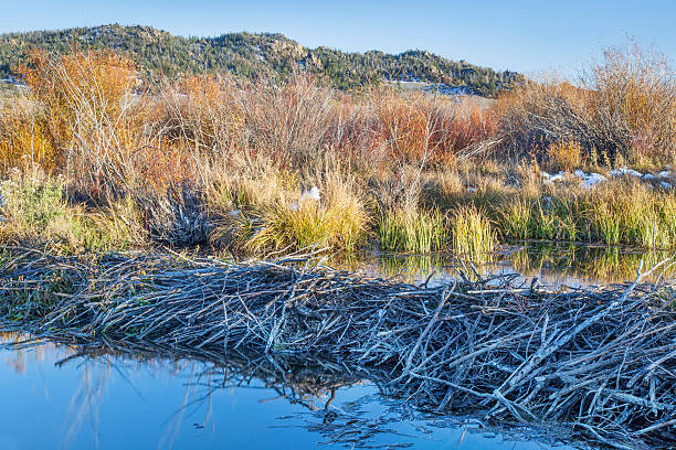 beaver swamp in Colorado beaver dam on North Platte River  above Northgate Canyon near Cowdrey, Colorado, in a fall scenery beaver dam stock pictures, royalty-free photos & images