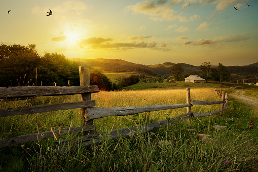 art rural landscape. field and grass