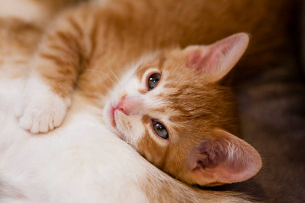 istock British short hair kitten relaxing 484167901