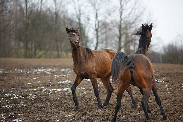 istock Horses on the meadow 484168172