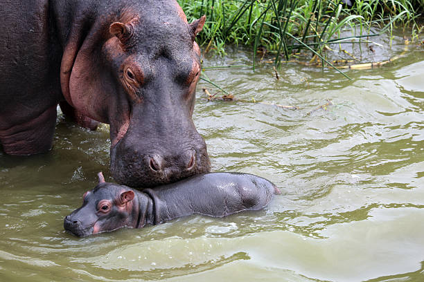 Baby Hippo Stock Photos, Pictures & Royalty-Free Images - iStock