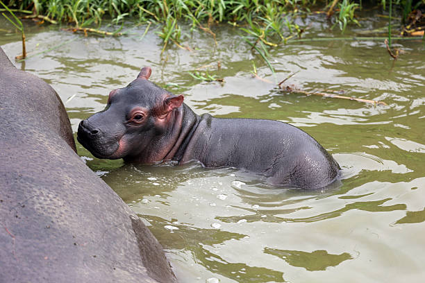 A baby hippo smells its mother along the shallow shoreline of the Kazinga Channel.
