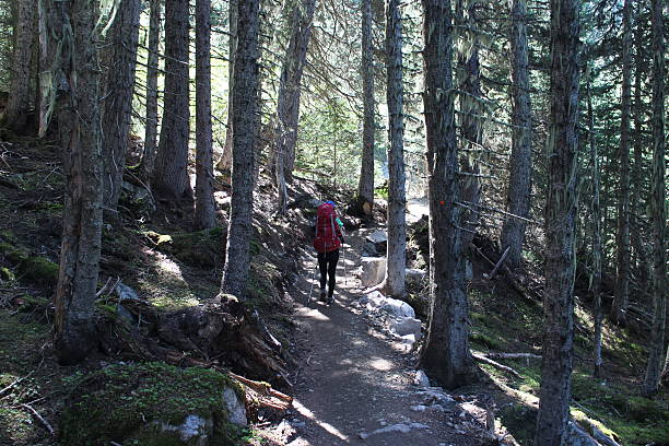istock Woman hiking on a summer forest trail 484168608