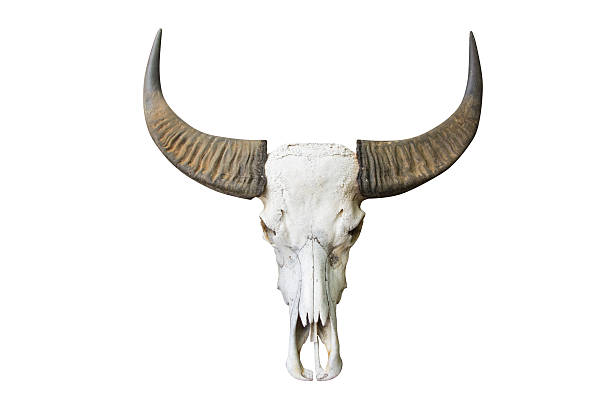istock buffalo animal skull head 484168657