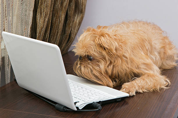 Dog and a laptop Dog breed Griffin sits on the table and staring at the computer brussels griffon dog lying down stock pictures, royalty-free photos & images