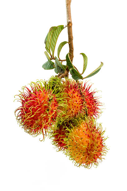 istock Fresh Rambutan group with branches and leaves, tropical fruit. 484169324